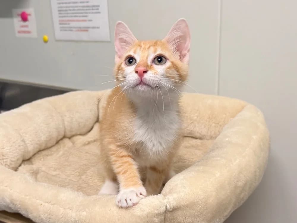 RAMSES, male Mixed Breed for adoption at SPA Cluses, Cluses