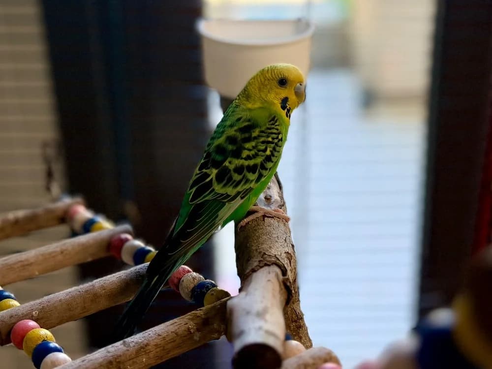 KATARI, male Mixed Breed for adoption at SPA Cluses, Cluses