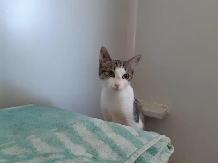 CELESTE, female young Mixed Breed for adoption at SPA Cluses, Cluses