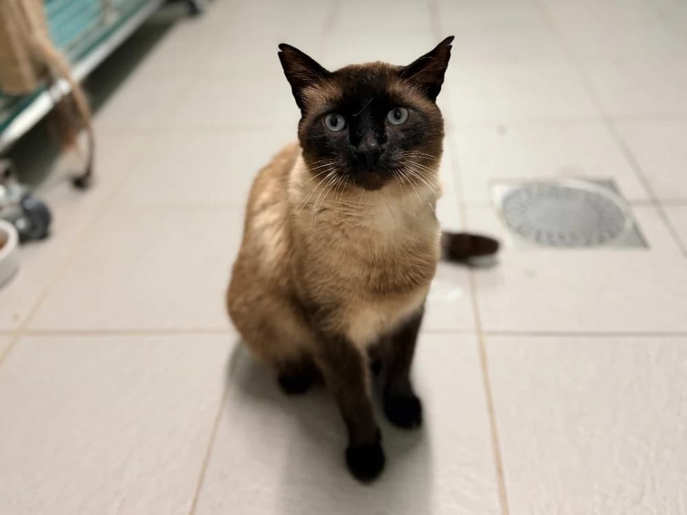 HERMES FIV+, male 7yo Mixed Breed for adoption at SPA Cluses, Cluses