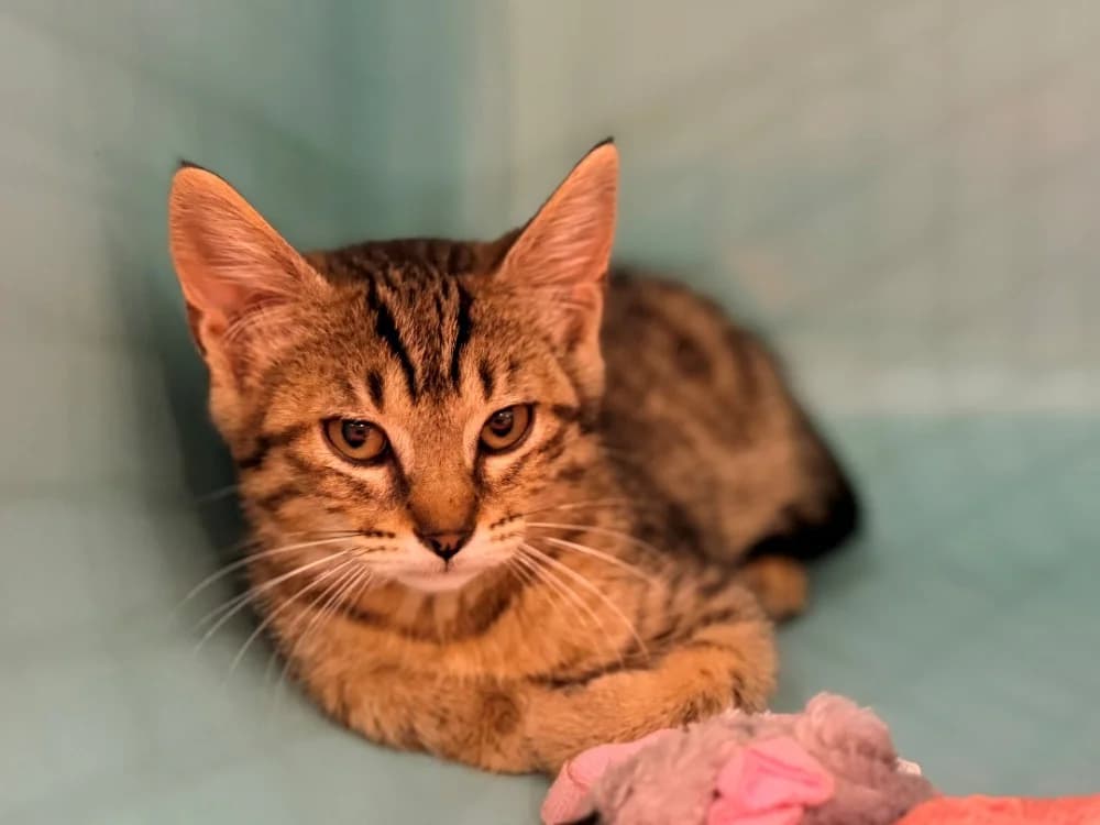 OPTIKA, female Mixed Breed for adoption at SPA Cluses, Cluses