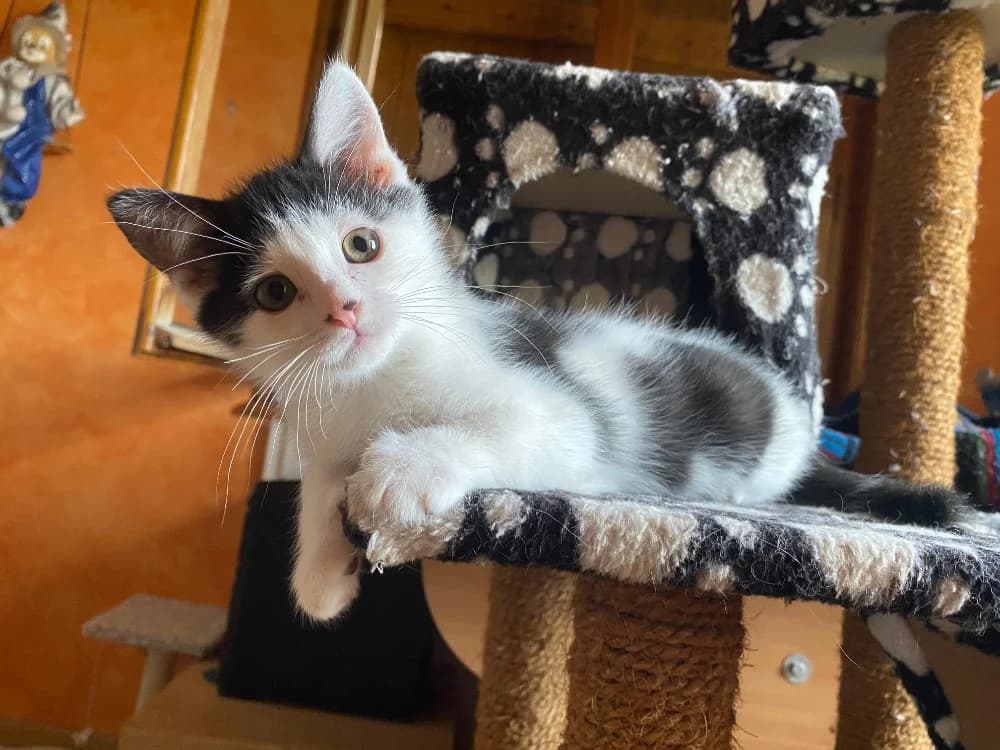 FICELLO, male puppy Mixed Breed for adoption at SPA Cluses, Cluses