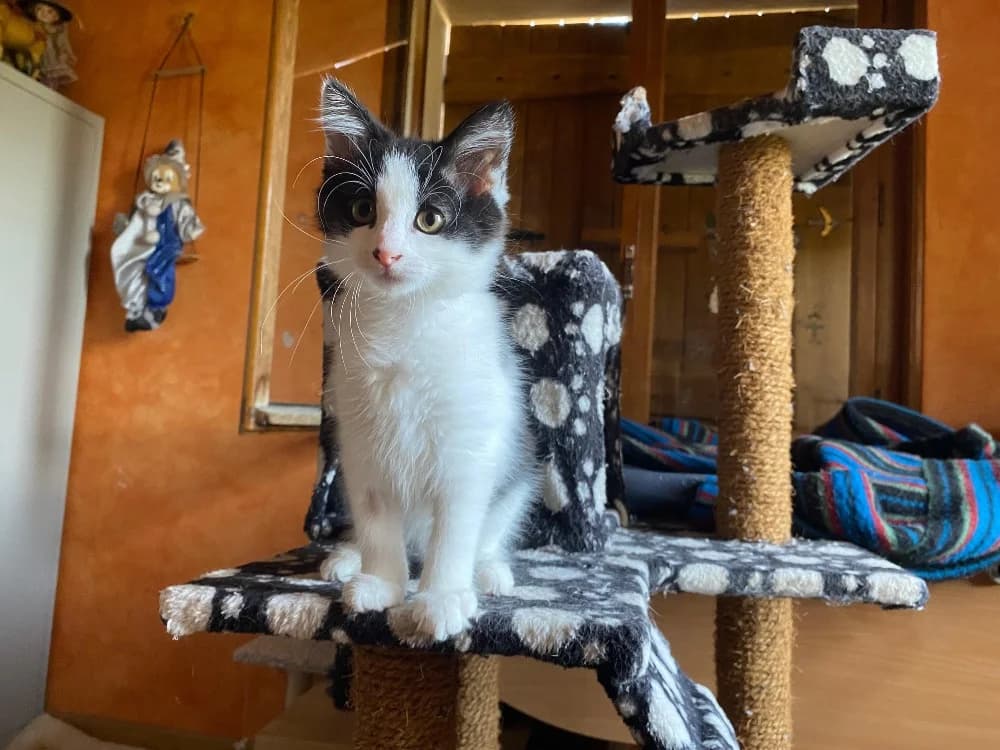 CHANTERELLE, female puppy Mixed Breed for adoption at SPA Cluses, Cluses