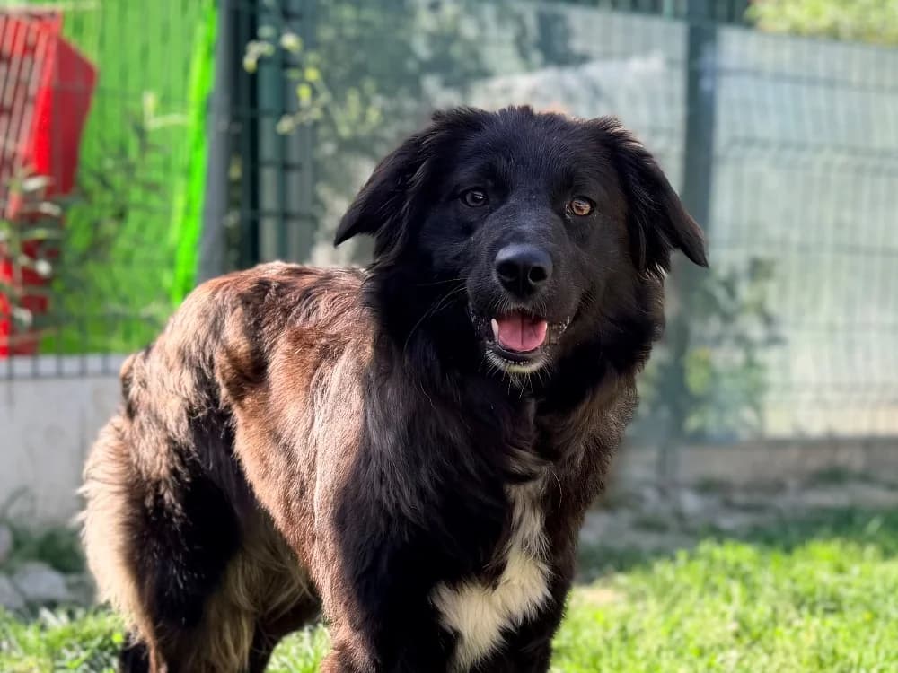 LEXIE, female young Border Collie for adoption at SPA Cluses, Cluses