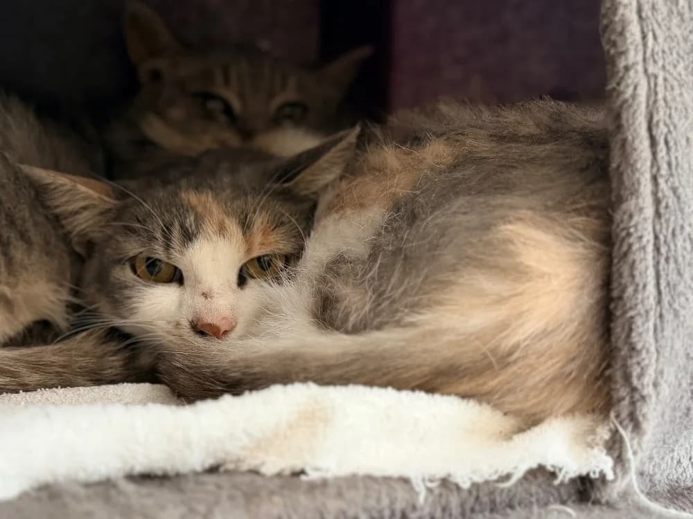 DELILAH (CHAT SAUVAGE), female 4yo Mixed Breed for adoption at SPA Cluses, Cluses