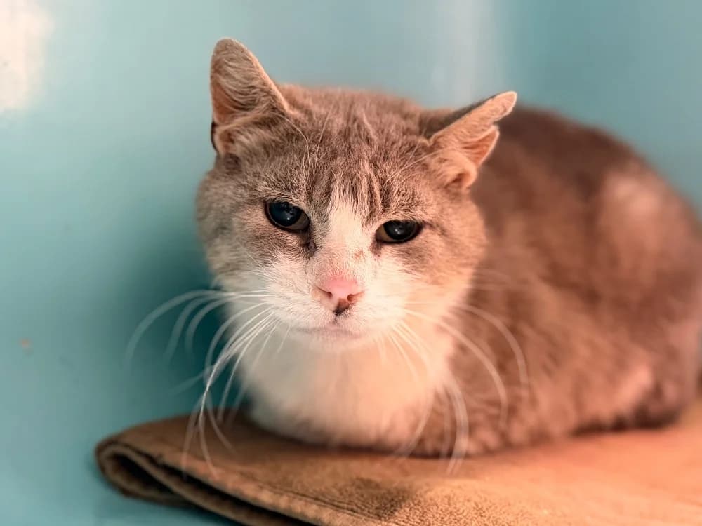TILDE, male senior Mixed Breed for adoption at SPA Cluses, Cluses