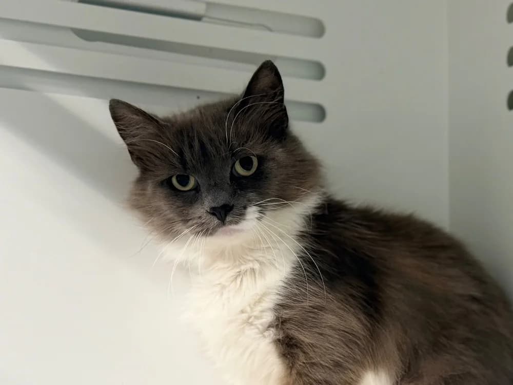 TAHIRI (FIV+), female young Mixed Breed for adoption at SPA Cluses, Cluses