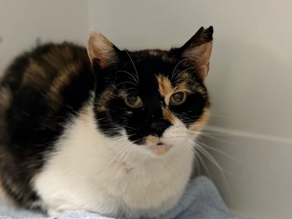 HAMSA, female senior Mixed Breed for adoption at SPA Cluses, Cluses