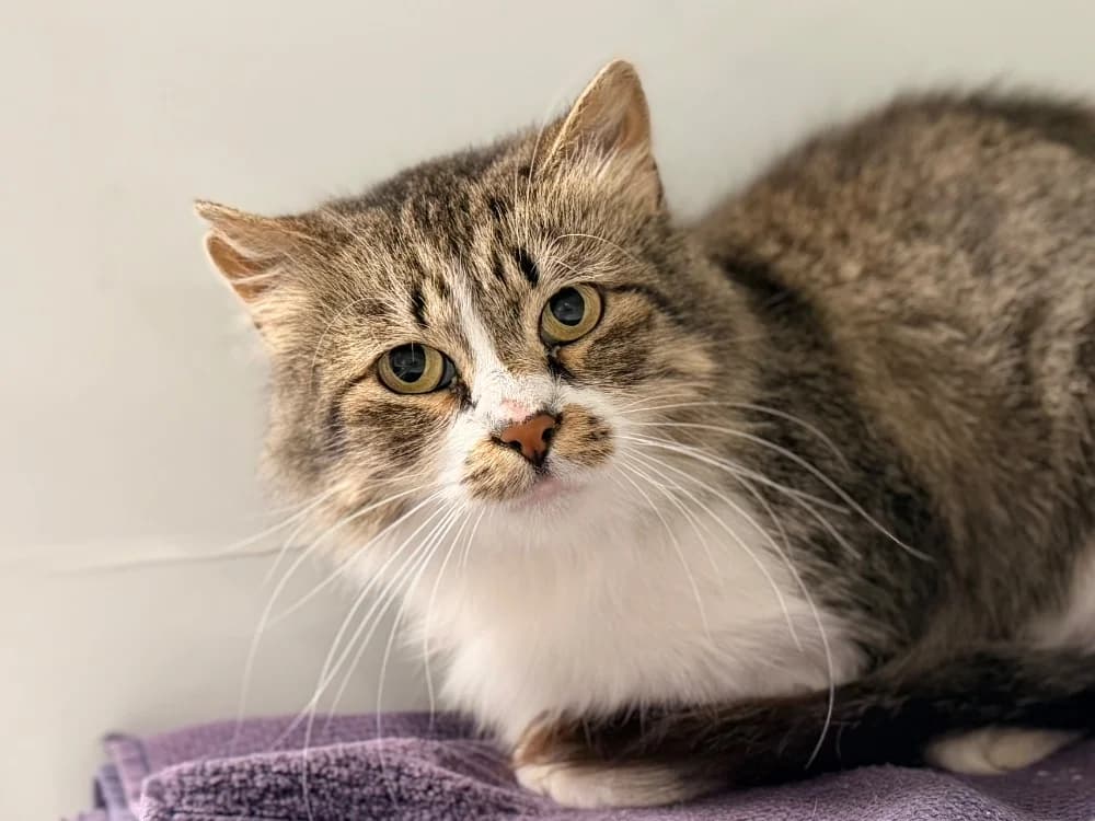 TIKANI, female 5yo Mixed Breed for adoption at SPA Cluses, Cluses