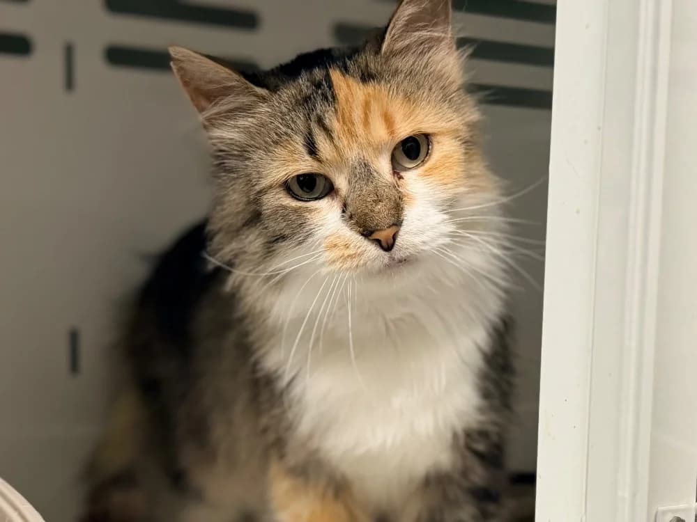 SAMSARA, female 7yo Mixed Breed for adoption at SPA Cluses, Cluses