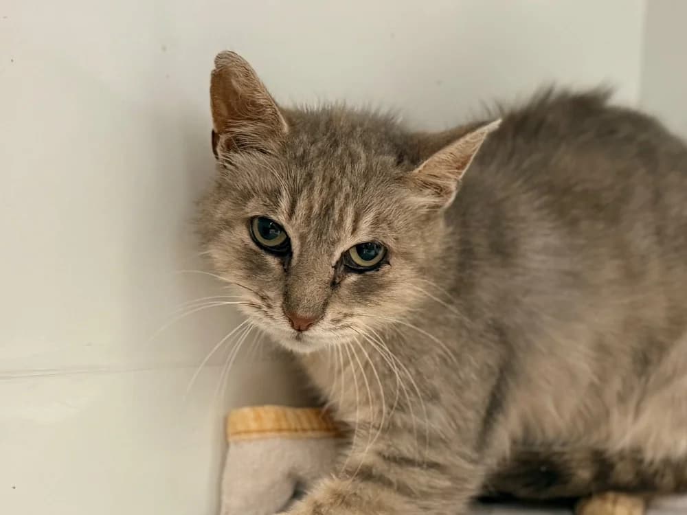 ELIVE, male 7yo Mixed Breed for adoption at SPA Cluses, Cluses