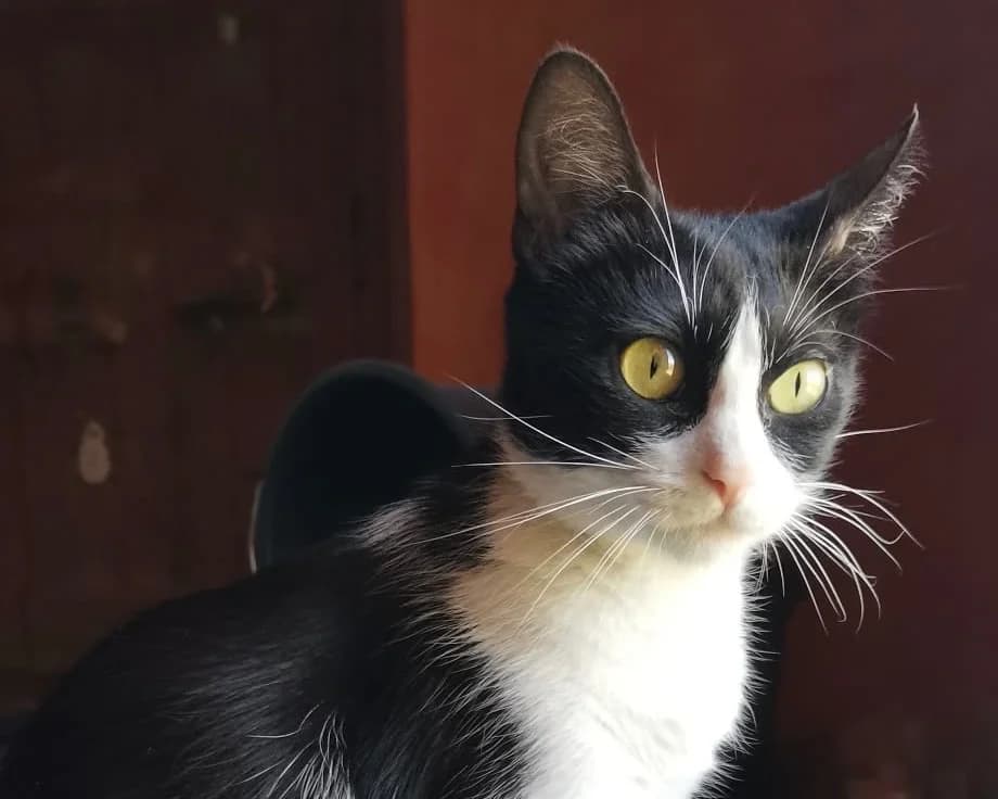 CHATOUNE, female young Mixed Breed for adoption at SPA Cluses, Cluses
