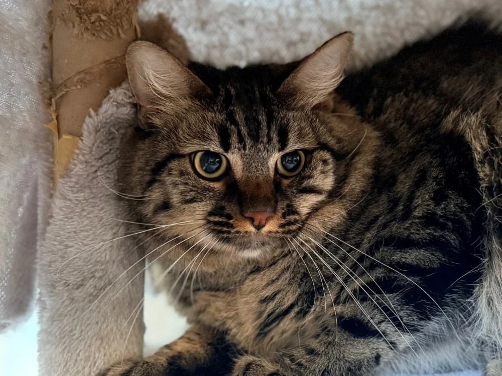 KUNDA, male young Mixed Breed for adoption at SPA Cluses, Cluses