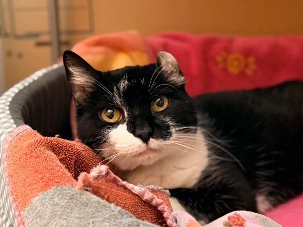 FIONA, female senior Mixed Breed for adoption at SPA Cluses, Cluses
