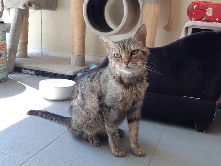 COQUINE, female senior Mixed Breed for adoption at SPA Cluses, Cluses
