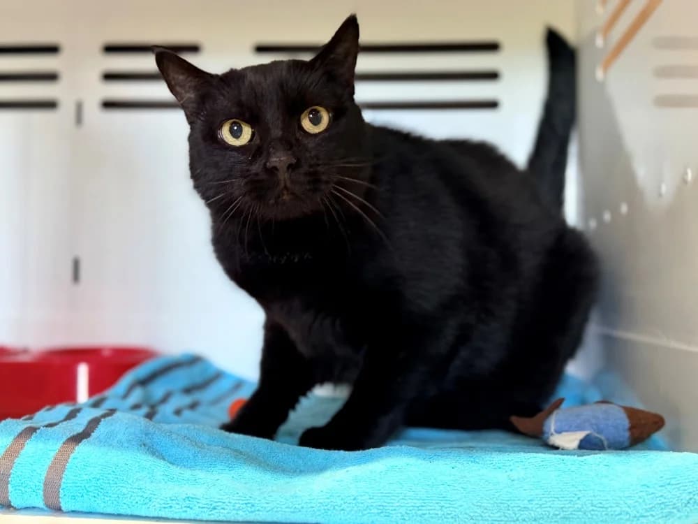 MIKO (FIV+), male senior Mixed Breed for adoption at SPA Cluses, Cluses