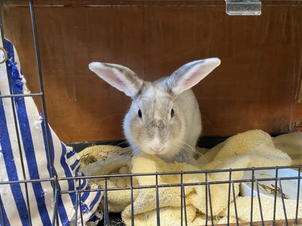 NOUNOURS, female mixed breed for adoption at SPA Cluses, Cluses