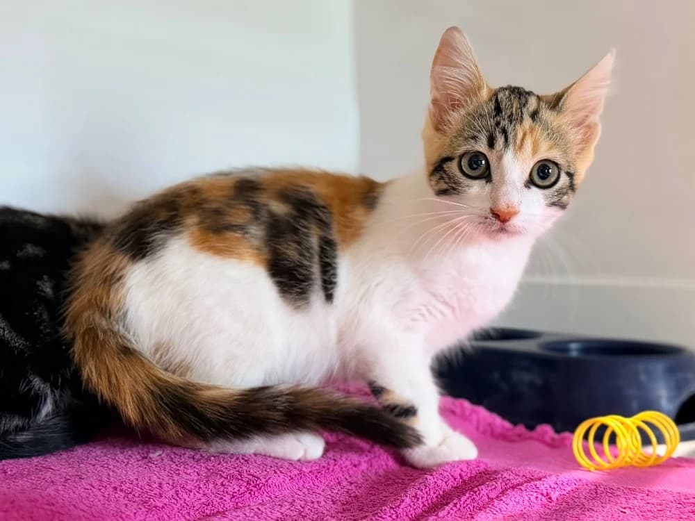SMACKS (FIV+), female puppy Mixed Breed for adoption at SPA Cluses, Cluses