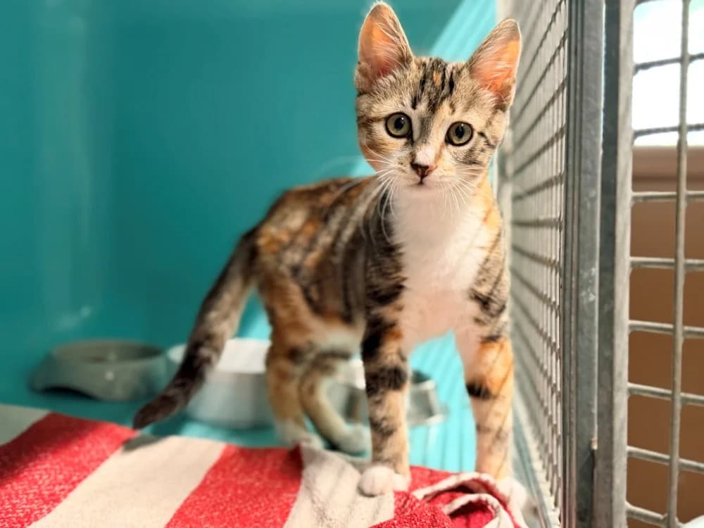 KELLOGG'S, female Mixed Breed for adoption at SPA Cluses, Cluses