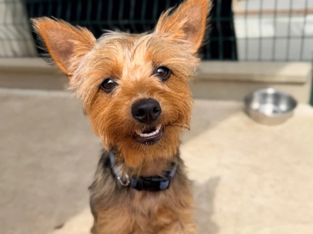 LIPTON, male Yorkshire Terrier for adoption at SPA Cluses, Cluses