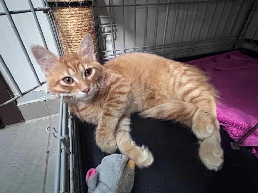 GOPPI, male Mixed Breed for adoption at SPA Cluses, Cluses