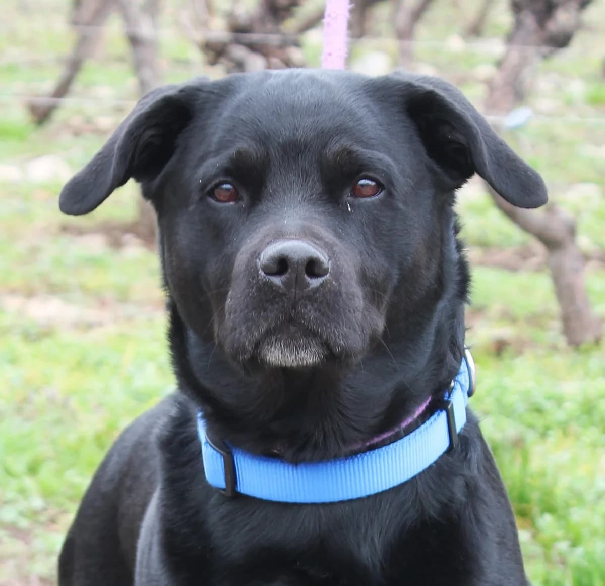 BOBBY, male senior Labrador Retriever for adoption at SPA Colmar