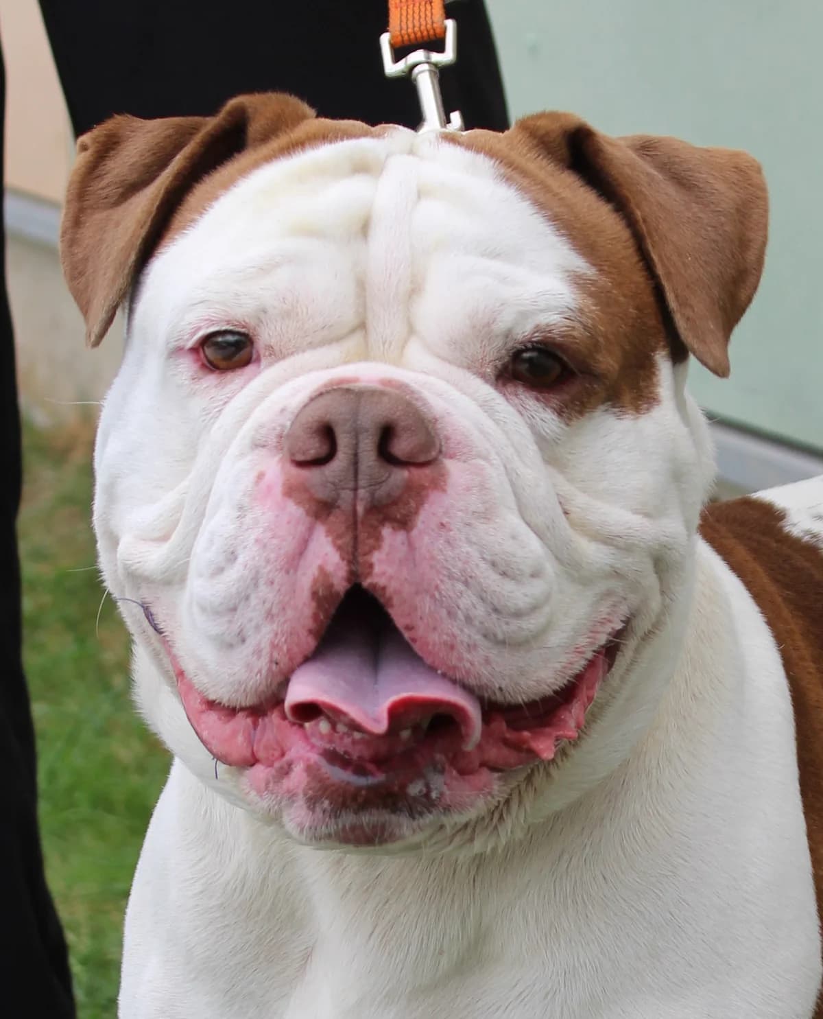 COFFEE, male 6yo English Bulldog for adoption at SPA Colmar