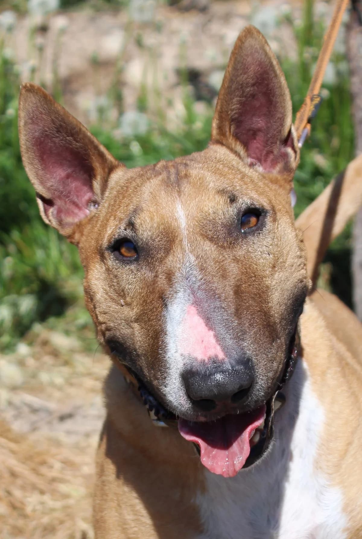 COOPER, male 7yo Bull Terrier for adoption at SPA Colmar