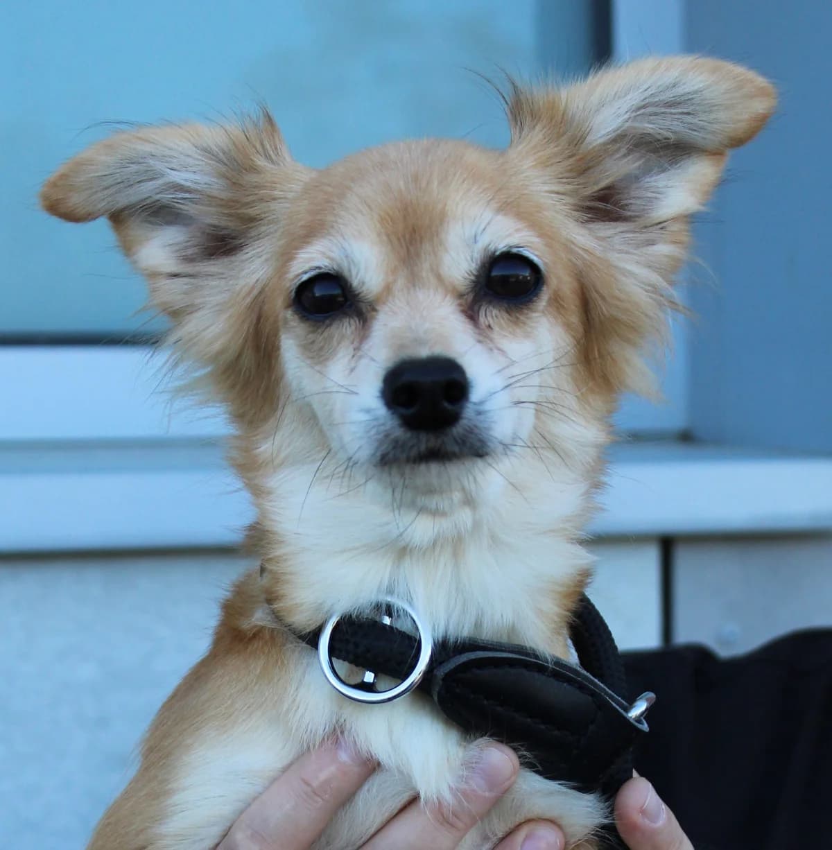 HESTIA, female 7yo Chihuahua for adoption at SPA Colmar
