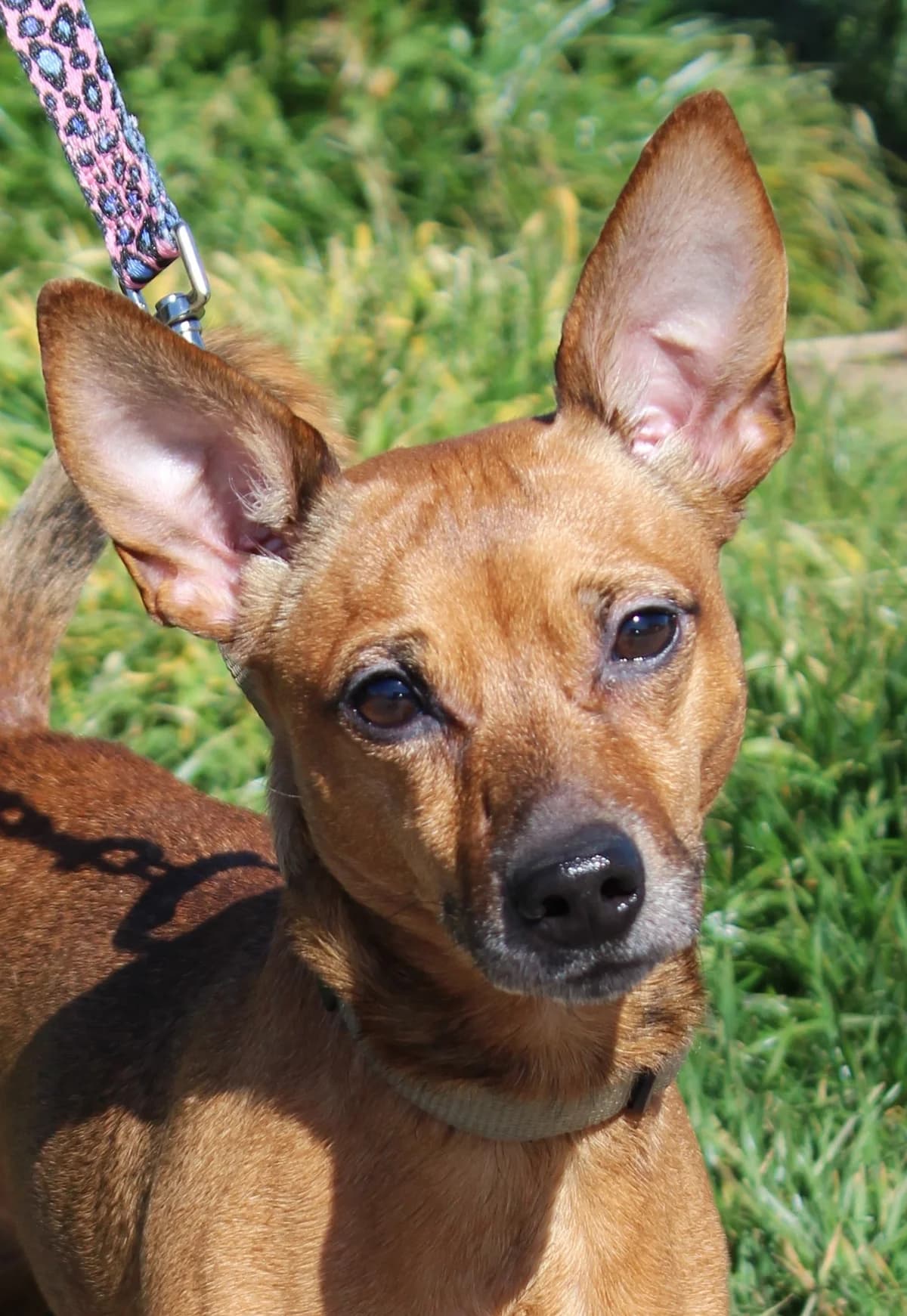 KENDJI, male young mixed breed for adoption at SPA Colmar