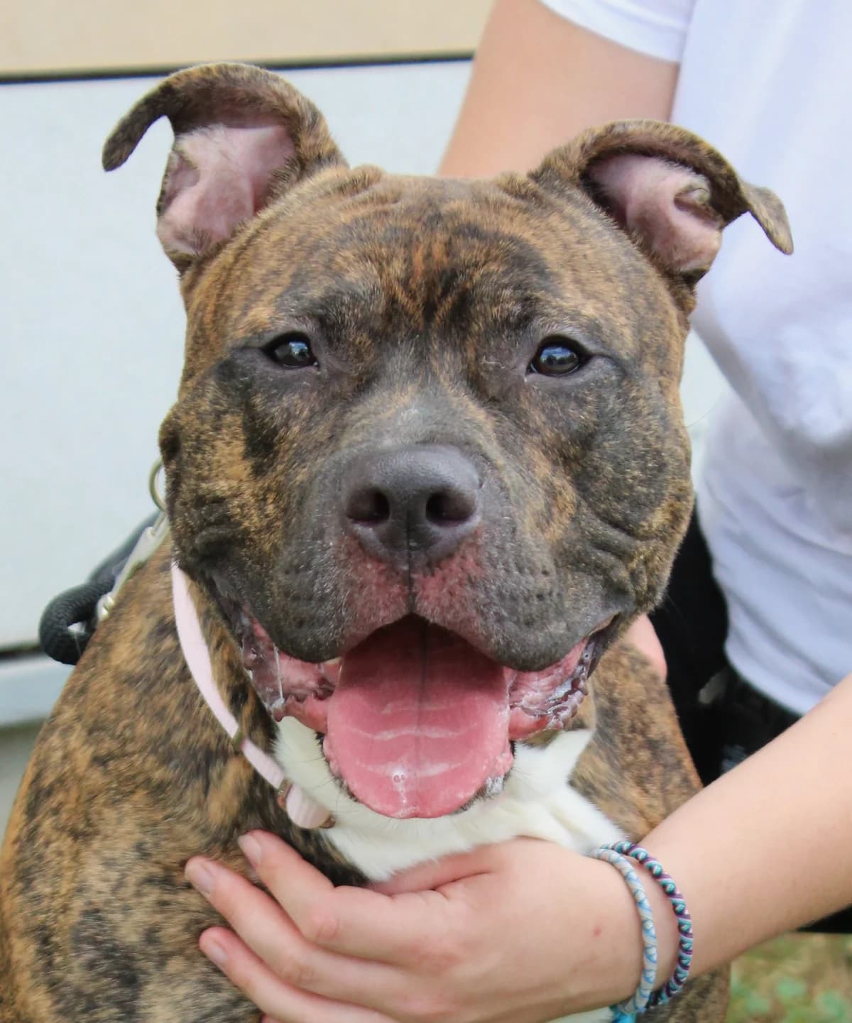 LARRY, male mixed breed for adoption at SPA Colmar