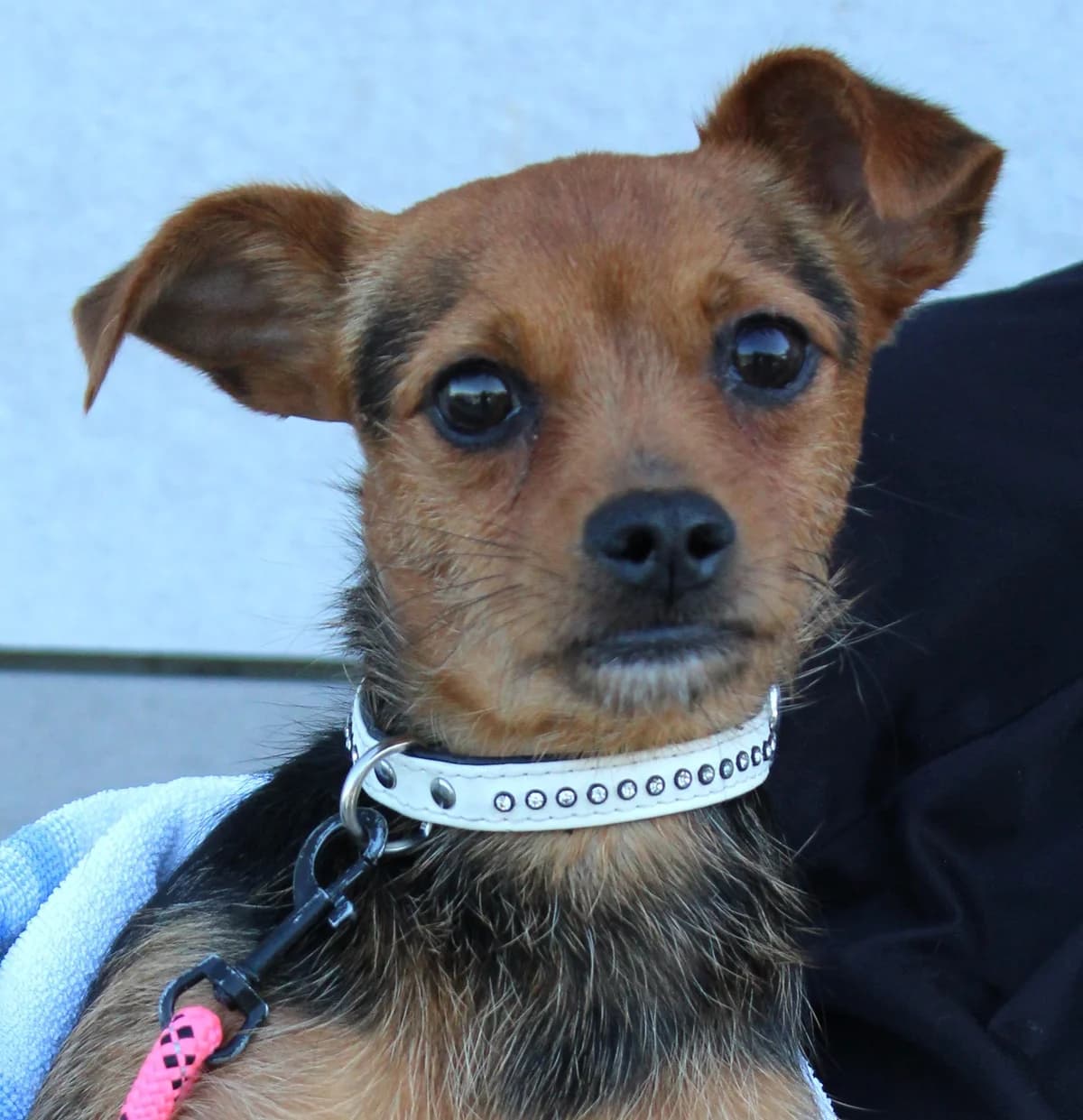 Loki, male Yorkshire Terrier for adoption at SPA Colmar