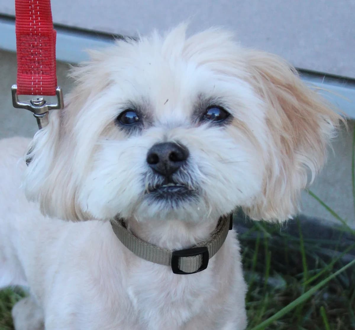 Lucky, male senior Shih Tzu for adoption at SPA Colmar