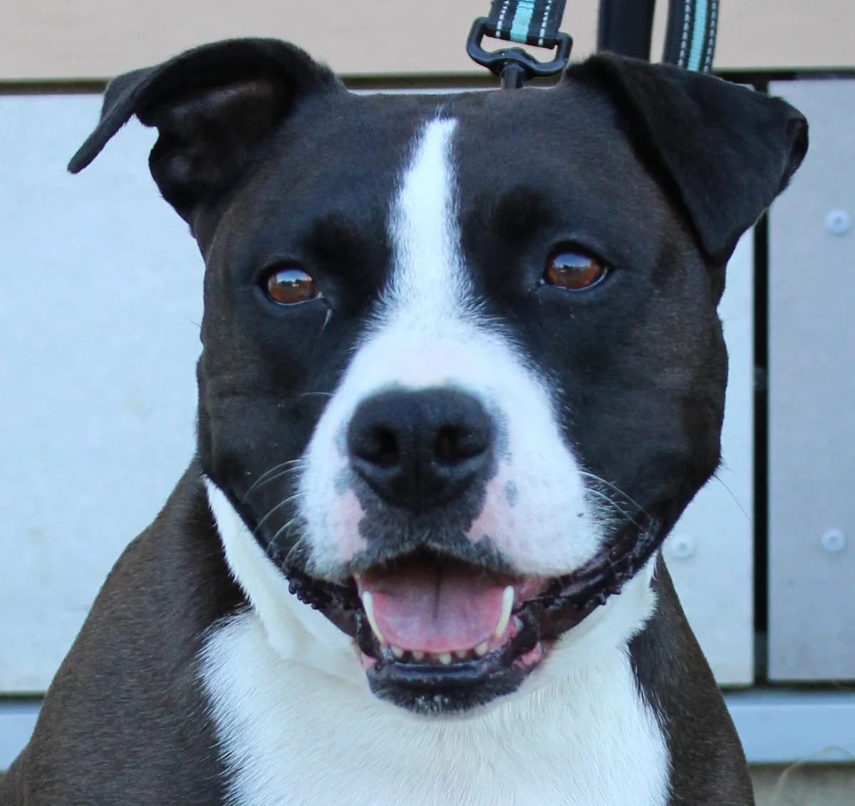 Maya, female 5yo American Staffordshire Terrier for adoption at SPA Colmar