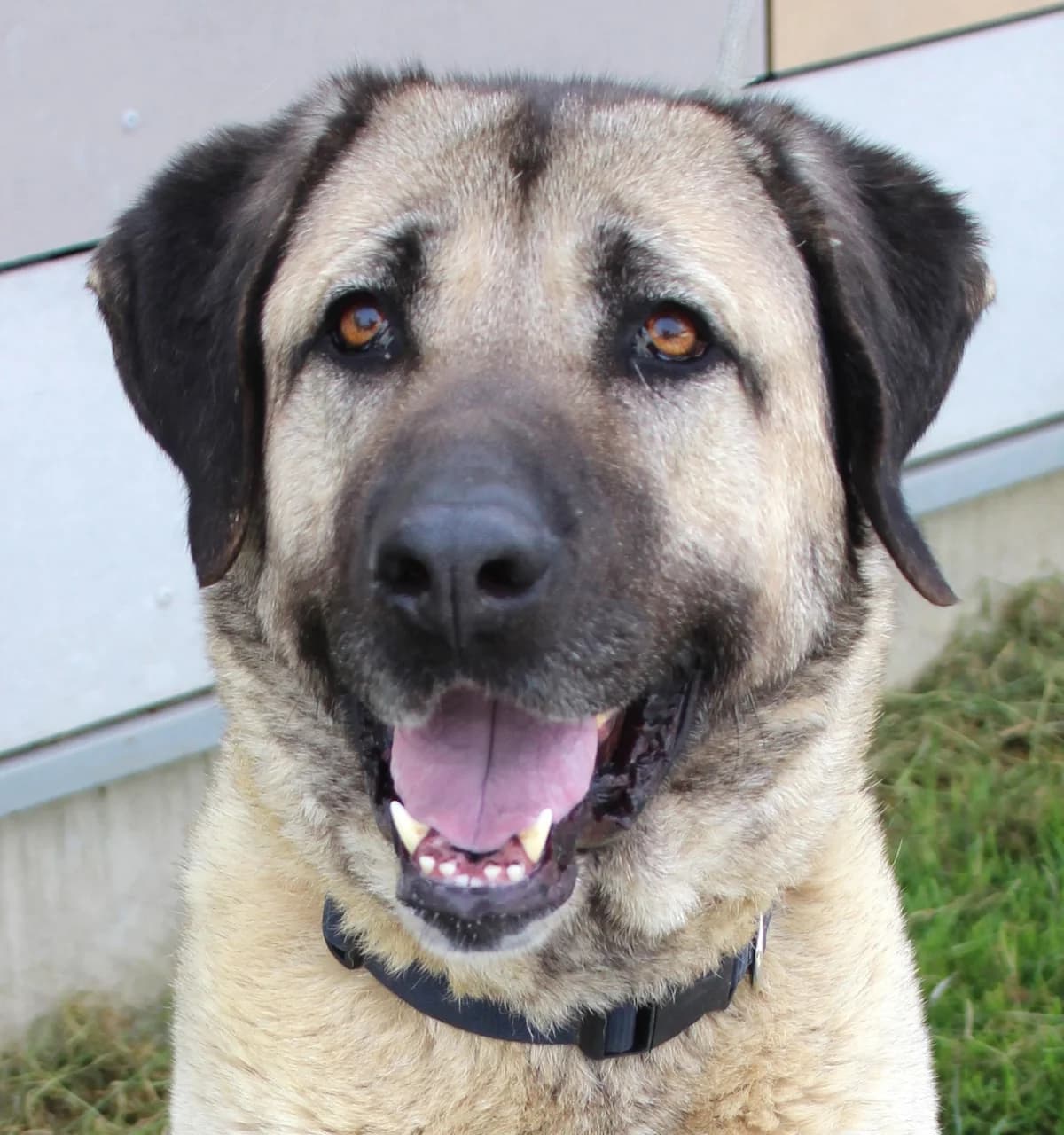 NAALA, female 6yo mixed breed for adoption at SPA Colmar