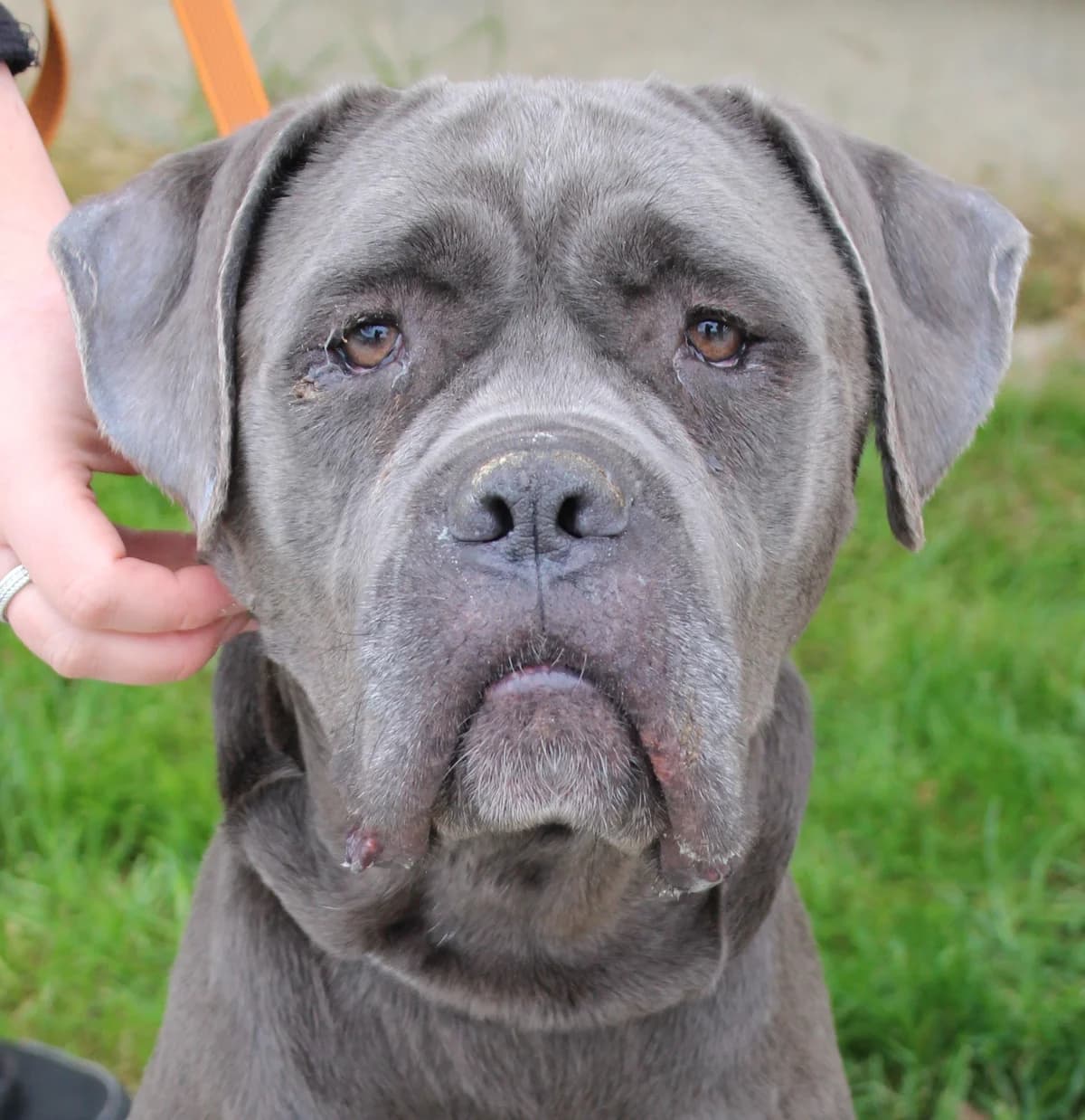 NICKI, female 5yo Cane Corso for adoption at SPA Colmar