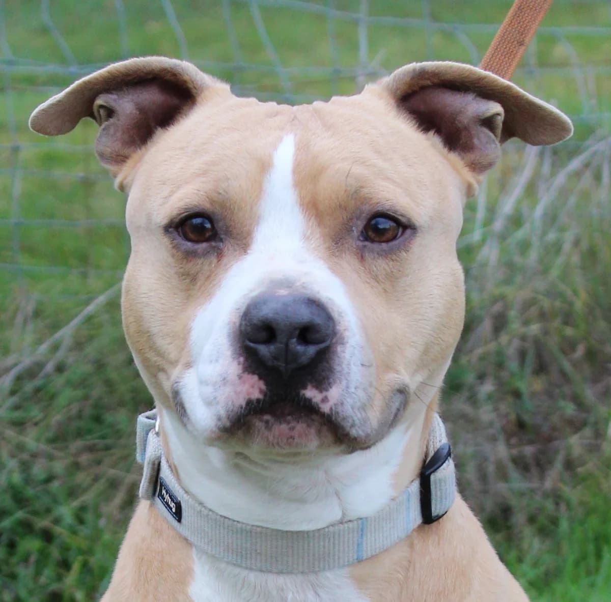 ODIN, male 7yo Staffordshire Bull Terrier for adoption at SPA Colmar