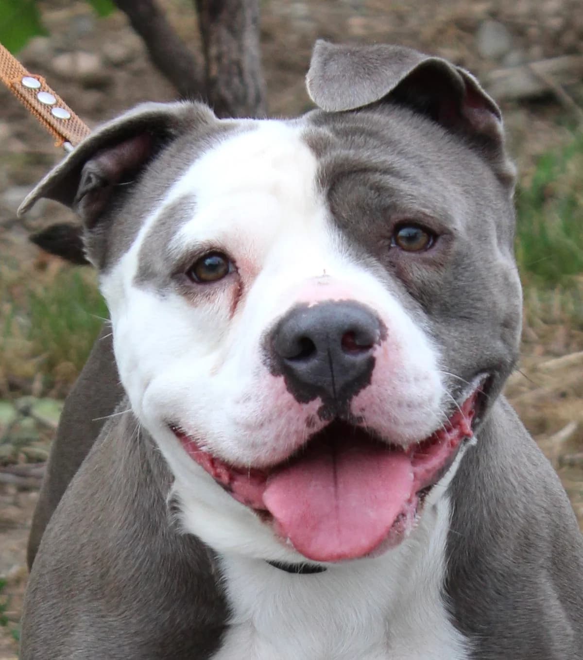 Pablo, male mixed breed for adoption at SPA Colmar