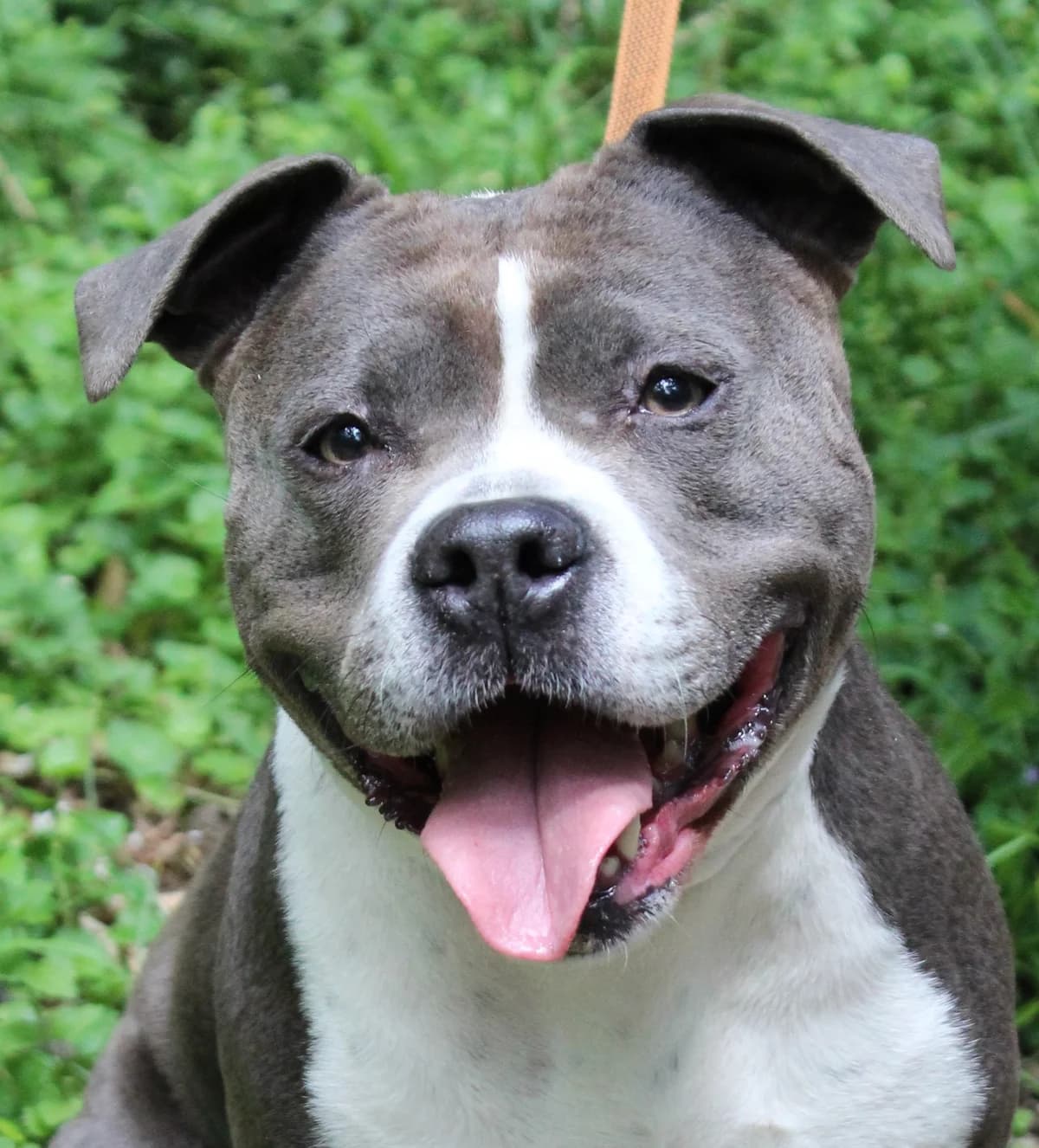 PEPSI, female 6yo American Staffordshire Terrier for adoption at SPA Colmar