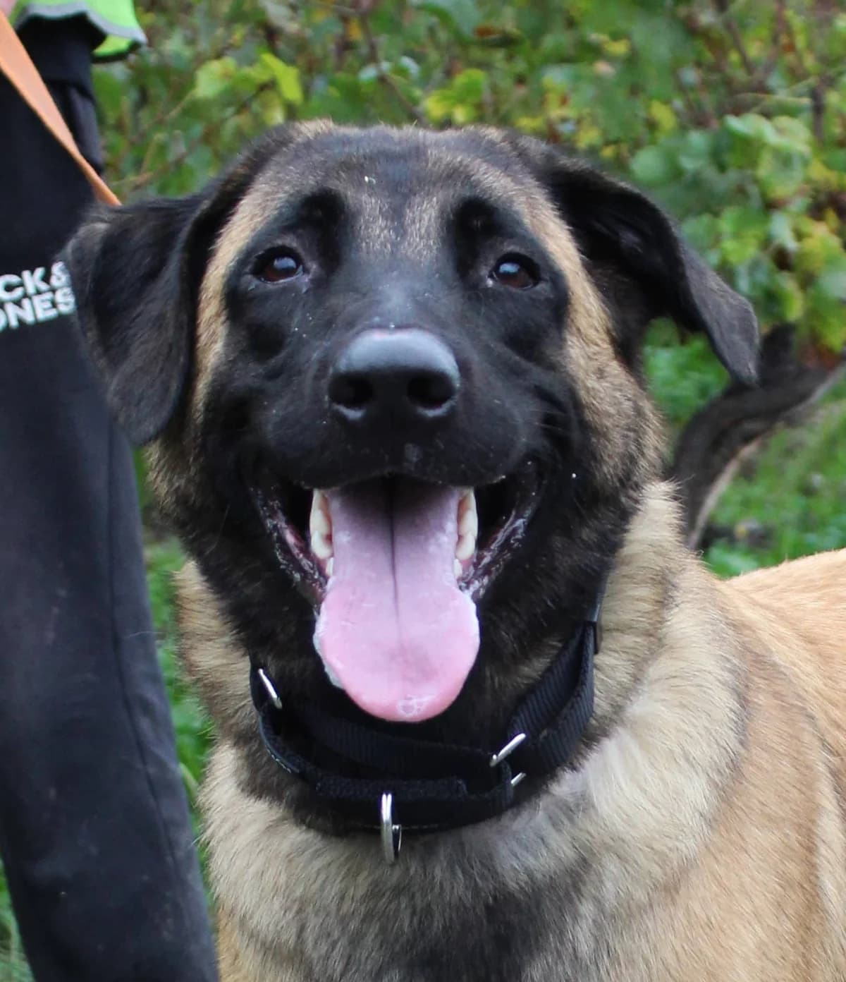 PRINCE, male young mixed breed for adoption at SPA Colmar