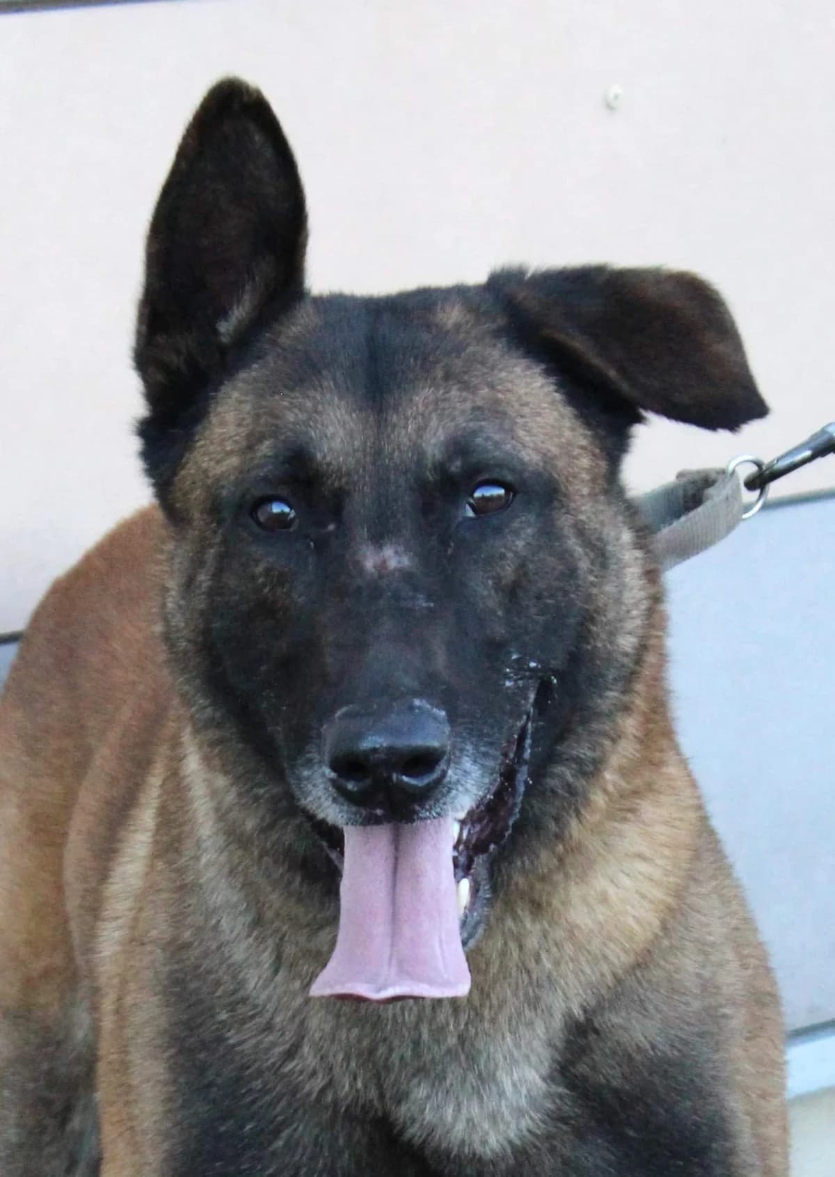 RILEY, male 5yo Belgian Malinois for adoption at SPA Colmar