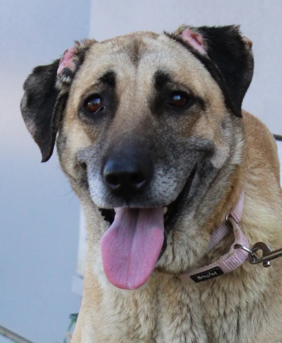 ROCKY, female 4yo mixed breed for adoption at SPA Colmar