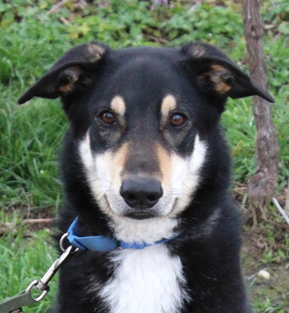 SHOTO, male 5yo mixed breed for adoption at SPA Colmar