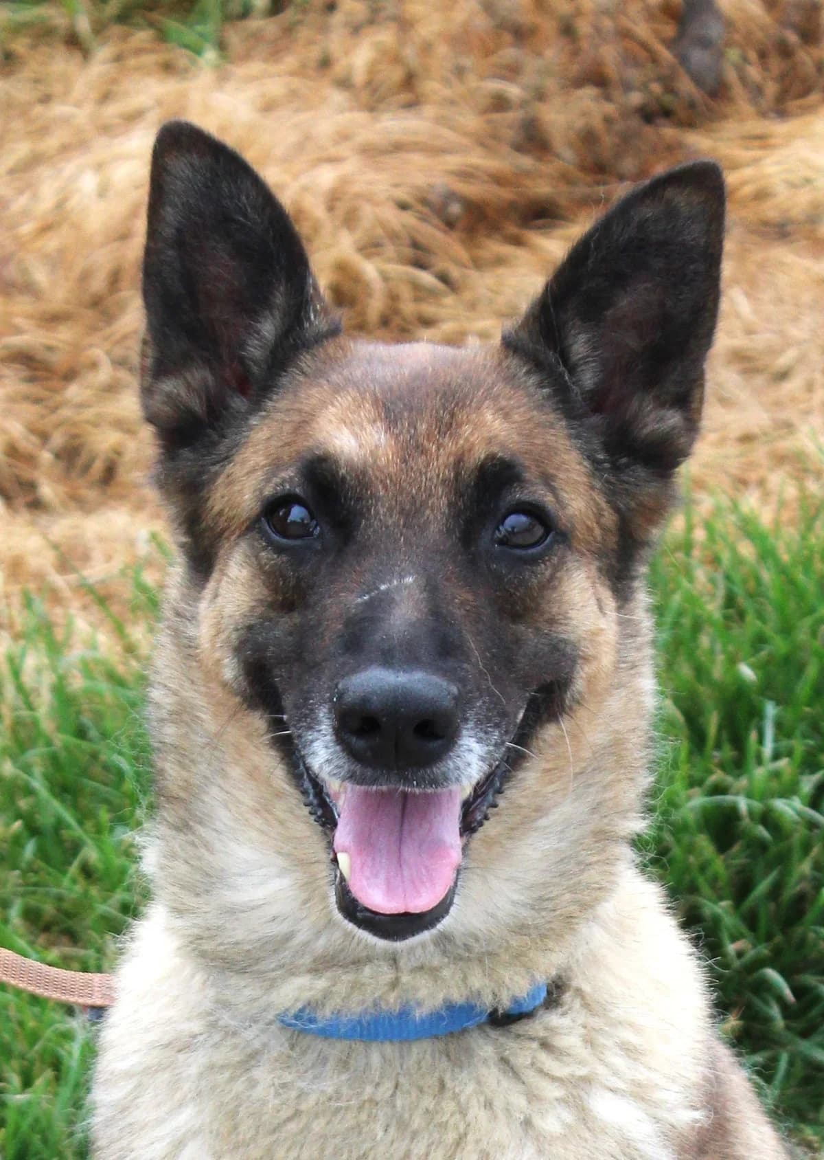SPENCER, female senior Belgian Malinois for adoption at SPA Colmar