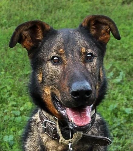 Moi, male mixed breed for adoption at SPA Colmar