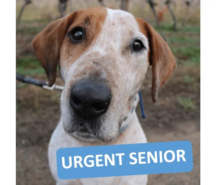 TOM -SOS SENIOR, male senior Bull Terrier for adoption at SPA Colmar