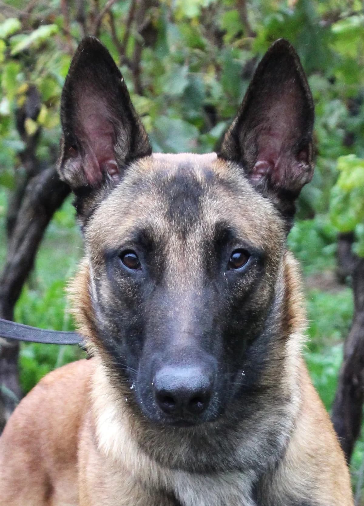 UNDER, male young Belgian Malinois for adoption at SPA Colmar