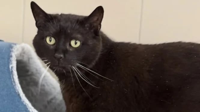 Tortank CAB5398, male mixed breed for adoption at SPA Compiègne, Compiègne