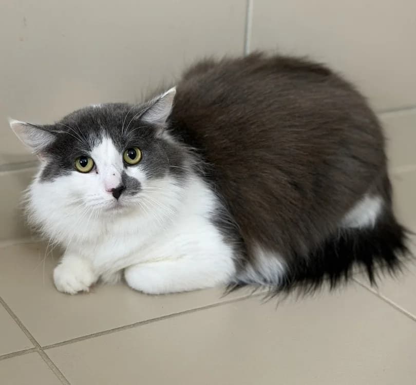 Bouba CAB5344, male mixed breed for adoption at SPA Compiègne, Compiègne