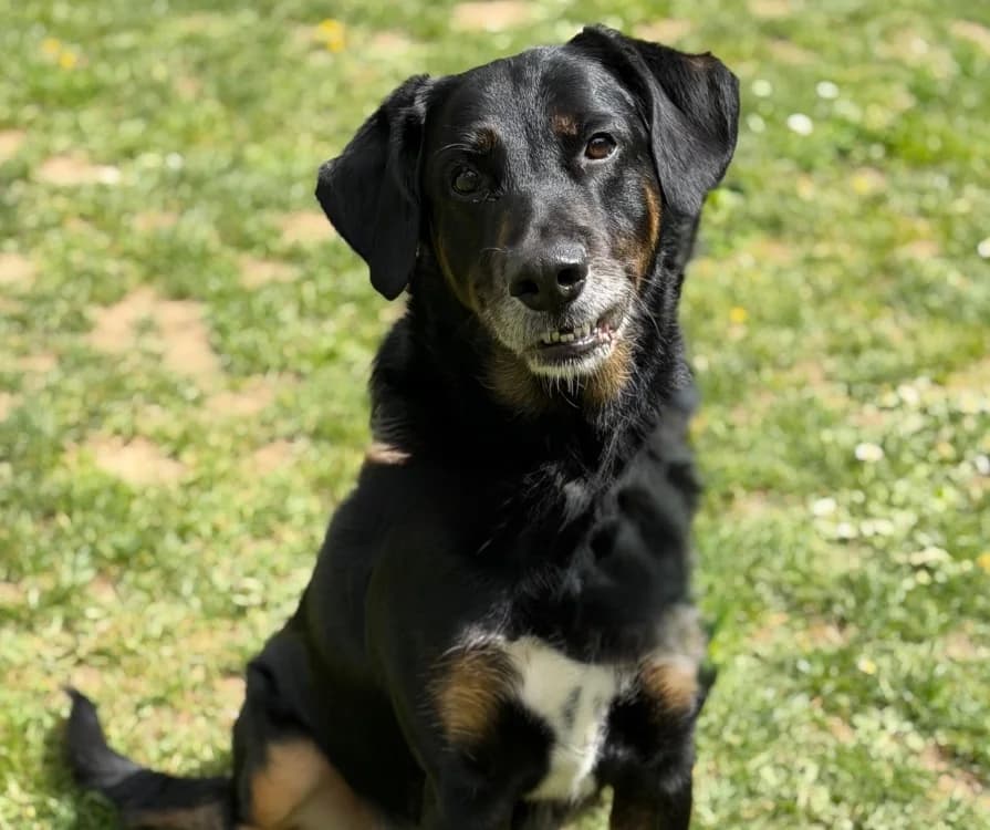 Boomo CAA15073, male Mixed Breed for adoption at SPA Compiègne, Compiègne